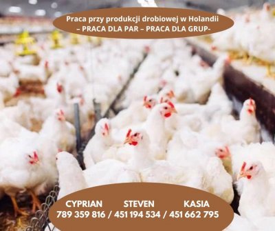 Praca przy produkcji kurczaków w Holandii (PRACA DLA PAR – PRACA DLA GRUP)